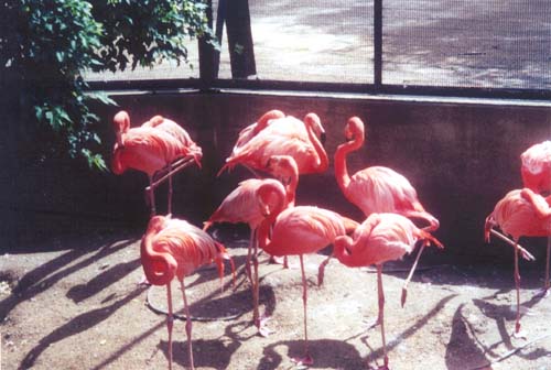 Flamingos